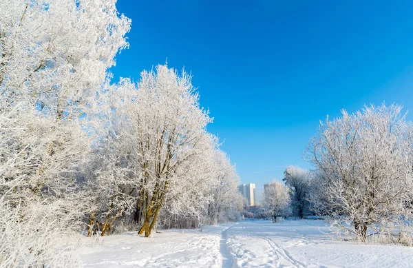 Vackra vinter skog på solig dag — Stockfoto