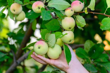 elma ağacı bahçede üzerinde