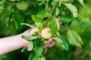elma ağacı bahçede üzerinde