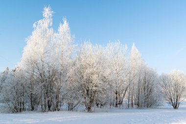güneşli güzel kış orman