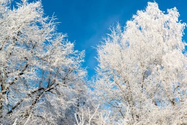 güneşli güzel kış orman