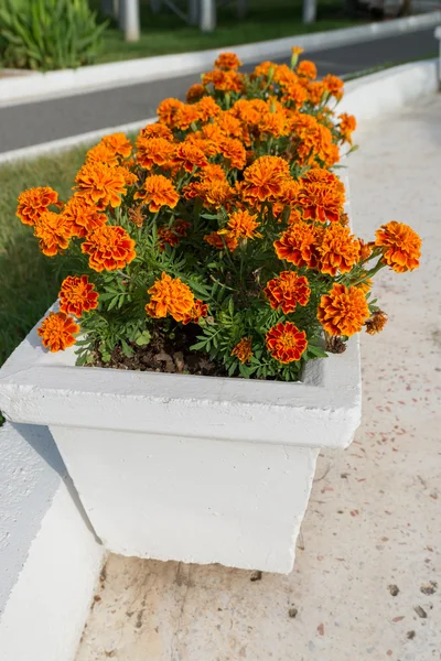 Cama de flores com flores de calêndula laranja no jardim — Fotografia de Stock