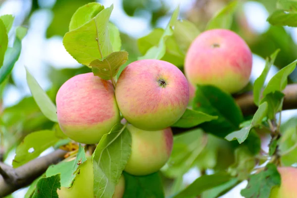 Äpfel am Baum im Garten — Stockfoto