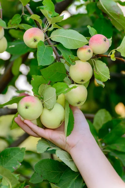 Äpfel am Baum im Garten — Stockfoto