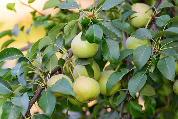 庭の木に梨 — ストック写真