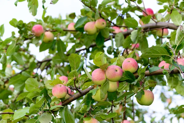 Äpfel am Baum im Garten — Stockfoto