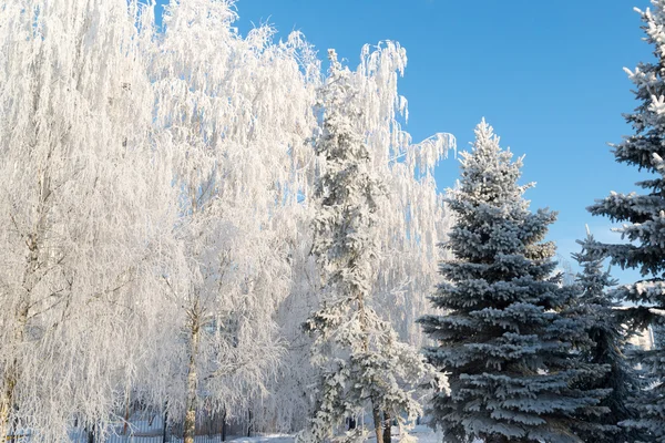 晴れた日に美しい冬の森 — ストック写真