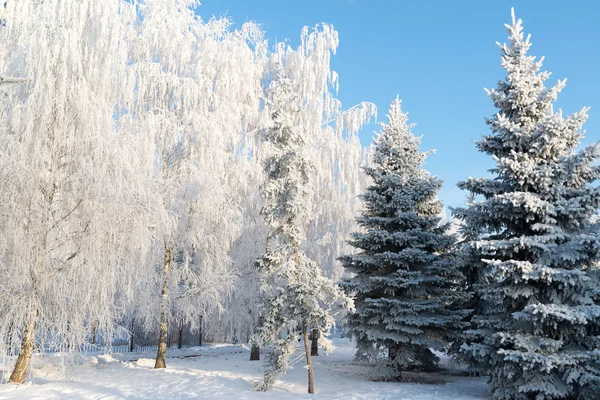 Beautiful winter forest on sunny day — Stock Photo, Image