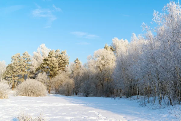 Vackra vinter skog på solig dag — Stockfoto