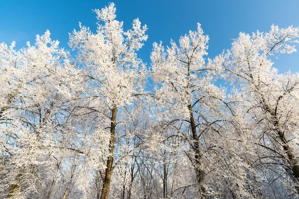 Mooie winter forest op zonnige dag — Stockfoto