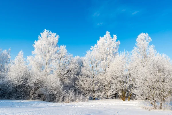 Прекрасный зимний лес в солнечный день — стоковое фото