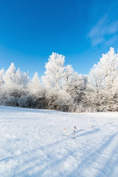 Bela floresta de inverno no dia ensolarado — Fotografia de Stock