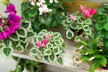 Birçok farklı çiçek mağaza