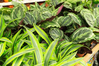 Birçok farklı çiçek mağaza