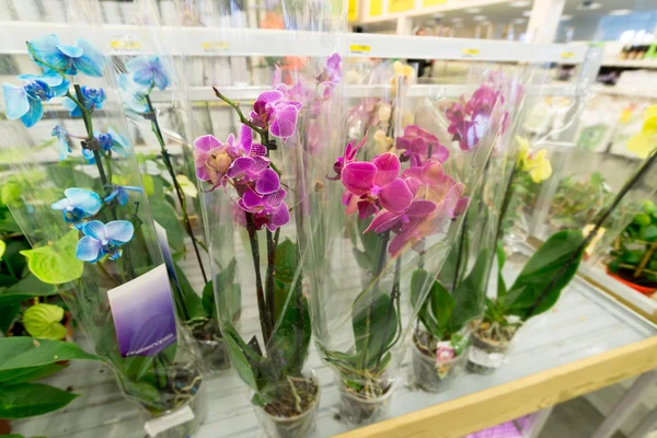 Bellissimi fiori colorati nel negozio — Foto Stock