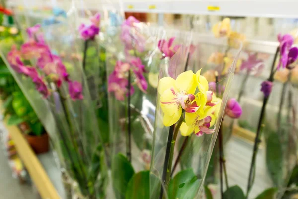 Smukke farverige blomster i butikken - Stock-foto