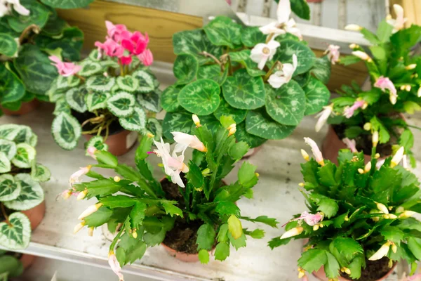 Muitas flores diferentes na loja — Fotografia de Stock