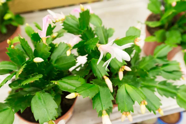 Cactus in a pot at store — Stock Photo, Image