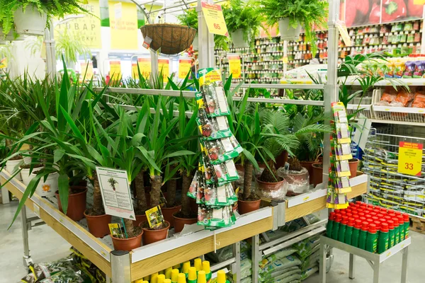 Muitas flores diferentes na loja — Fotografia de Stock