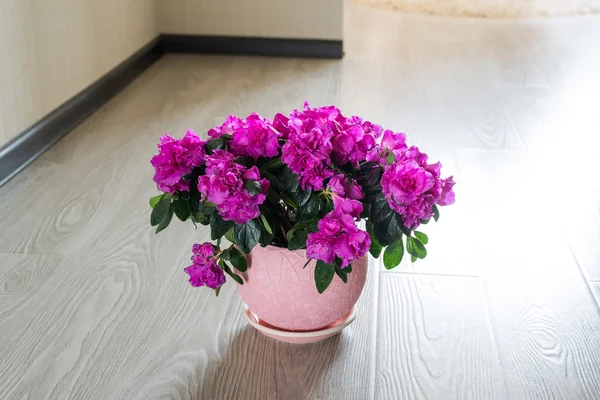 Рожева лазалія і троянда стоять на підлозі в кімнаті — стокове фото