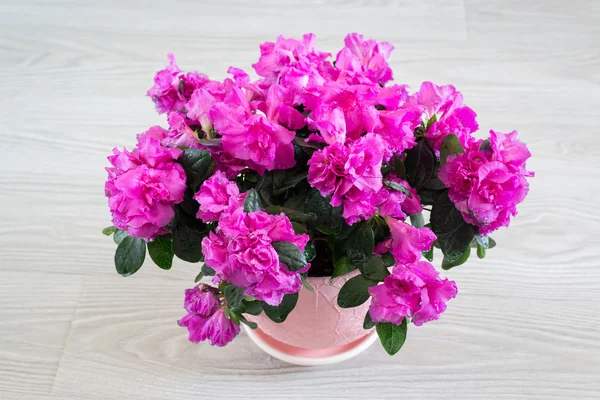 Roze azalea en rose staan op de vloer in kamer — Stockfoto