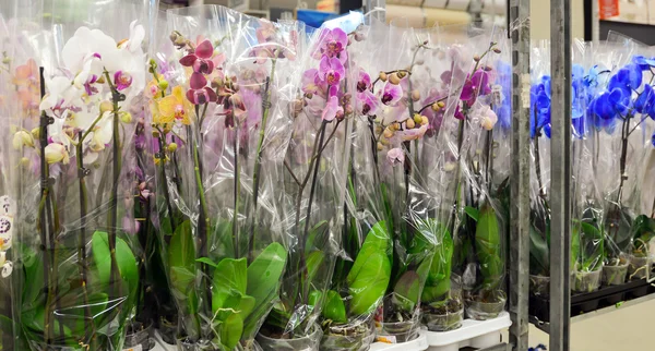 Mange smukke store orkideer i butikken - Stock-foto