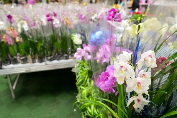 Muchas orquídeas grandes hermosas en la tienda —  Fotos de Stock