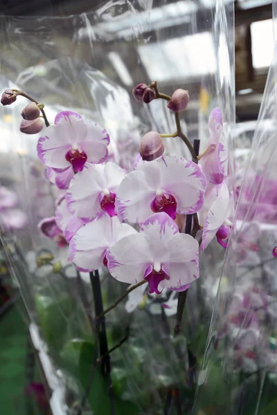 Molti Bella grande orchidea in negozio — Foto Stock