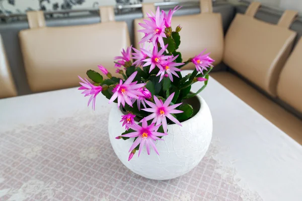 Schlumberger virág belső, beltéri — Stock Fotó