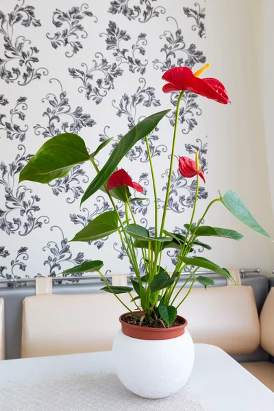 Inomhus röda anthurium blomma i inre — Stockfoto