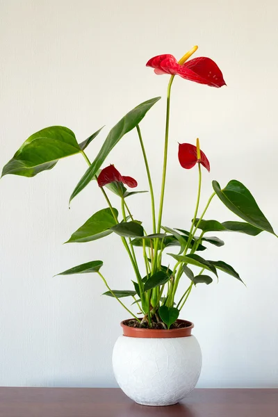 Rote Anthurium-Blume im Innenraum — Stockfoto