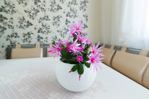 Indoor Schlumberger flower in Interior — Stock Image Indoor Schlumberger flower in Interior Stock Photo