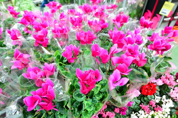 Primo piano di fiori di ciclamino rosa con le loro foglie ornamentali coltivate come piante d'appartamento al coperto in un vivaio — Foto Stock