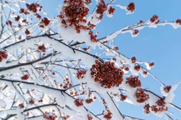 Verschneite Vogelbeerenzweige mit Trauben roter Beeren — Stockfoto