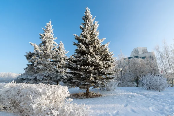 Snow-covered trees in the city of   Moscow, Russia — Stock Photo, Image