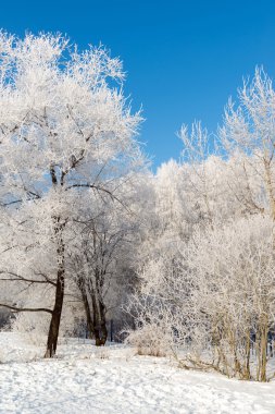 Şehrin Moskova, Rusya'nın karla kaplı ağaçlar