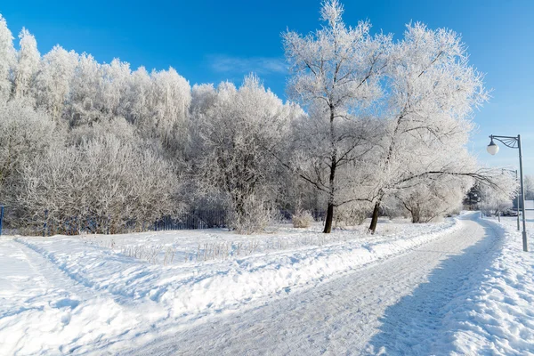 Snow-covered trees in the city of   Moscow, Russia — Stock Photo, Image