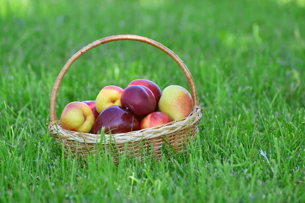 Canasta de mimbre con frutas está en hierba verde . — Foto de Stock