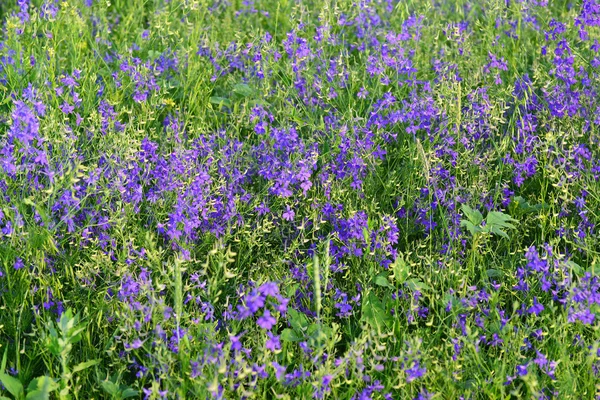 Flores silvestres azuis no prado no verão — Fotografia de Stock