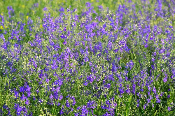 Голубые полевые цветы на лугу летом — стоковое фото