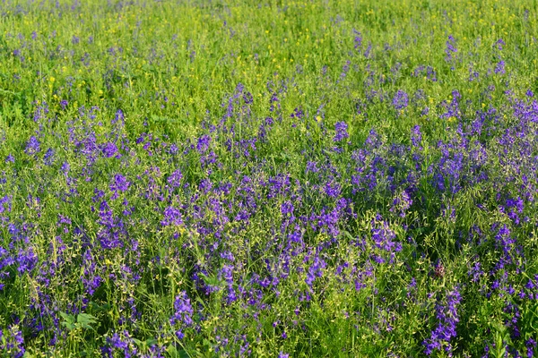 Flores silvestres azuis no prado no verão — Fotografia de Stock