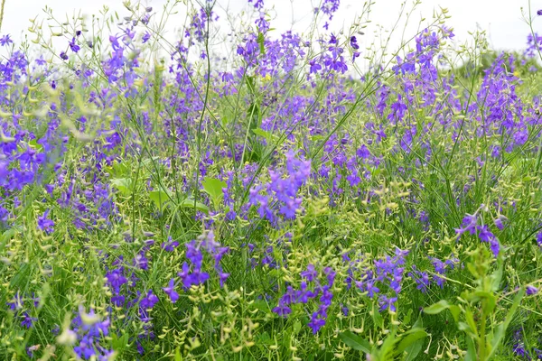 Niebieskie kwiaty na łące w lecie — Zdjęcie stockowe
