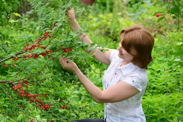 La mujer cosecha cerezas en un jardín — Foto de Stock