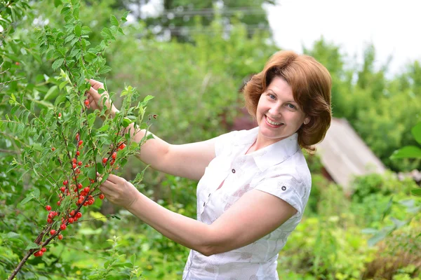 La mujer cosecha cerezas en un jardín — Foto de Stock