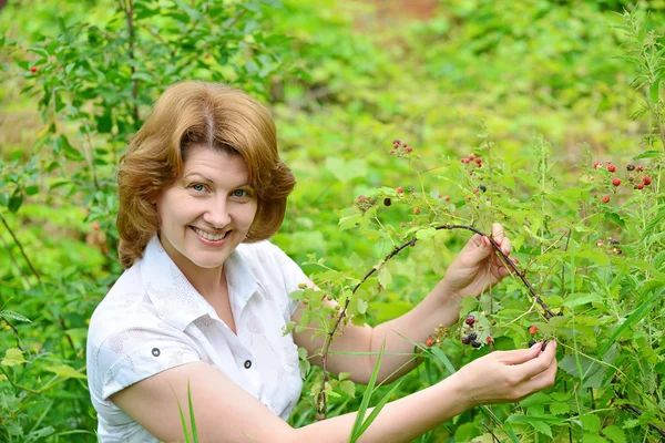 Woman reaps a crop of blackberries in the garden — Stock Photo, Image