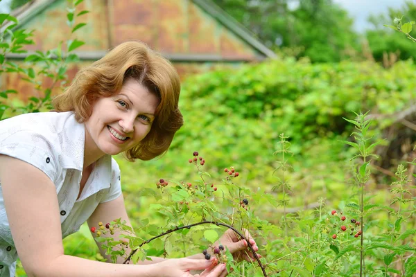 Donna raccoglie un raccolto di more in giardino — Foto Stock