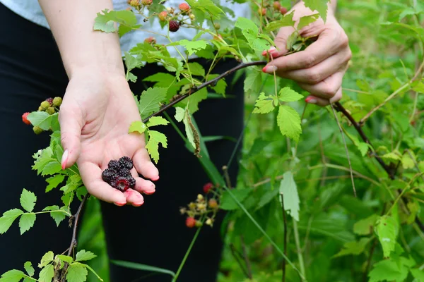 Woman reaps a crop of blackberries in the garden — Stock Photo, Image