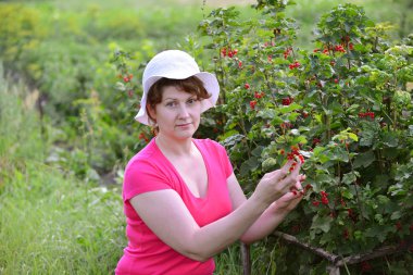 Kadın bahçede kırmızı kuş üzümü bir ürün reaps