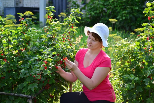 여자는 정원에서 붉은 건포도 거둔 다. — 스톡 사진