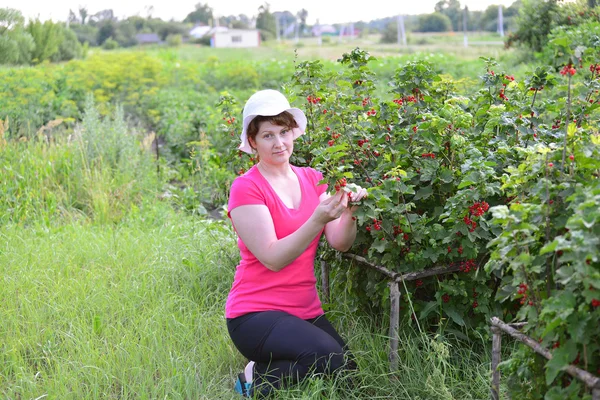 La mujer cosecha una cosecha de grosella roja en el jardín — Foto de Stock